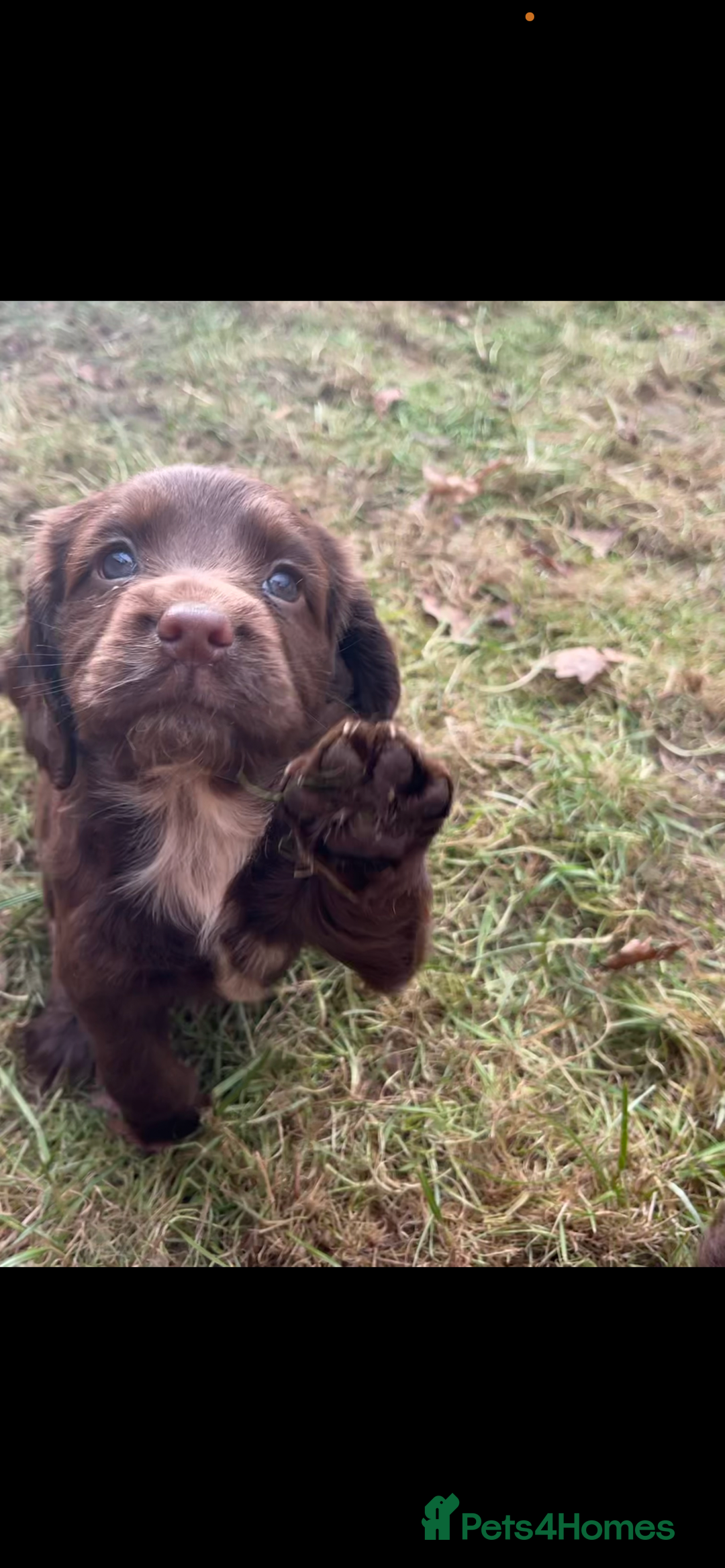 Cocker Spaniel dogs for sale: Beautiful Cockerspaniel Puppies for sale🐶 - Advert 9