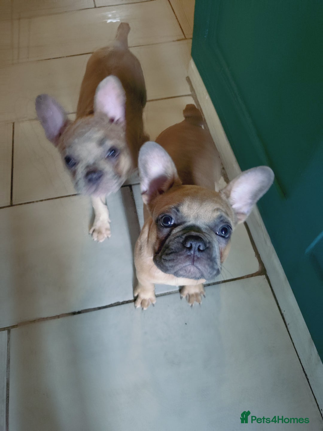 French Bulldog dogs for sale: Full vaccination only 2 available french bulldog in Hayes - Image 32