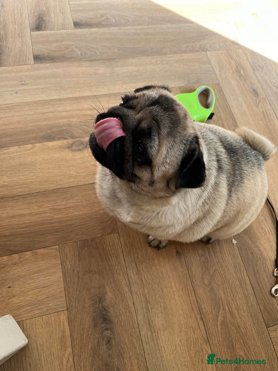 Pug dogs for sale: Grown up pug - Advert 6