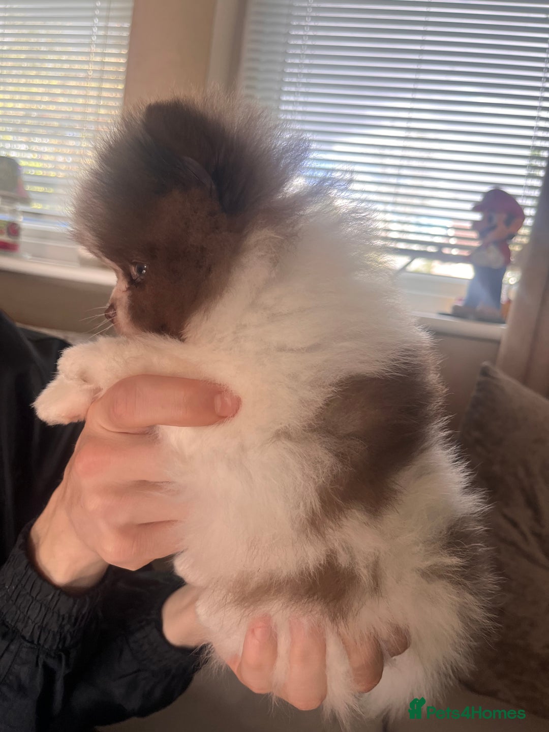 Pomeranian dogs for sale: Stunning Teddy Bear Pomeranians  - Image 3