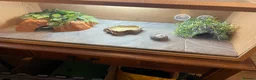 Leopard Gecko reptiles for sale: Leopard gecko and full set up in Haverhill - Advert 5