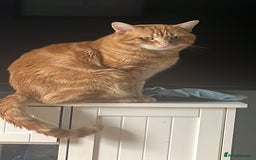 Mixed Breed cats for sale: Rehoming message for lower price - Image 5
