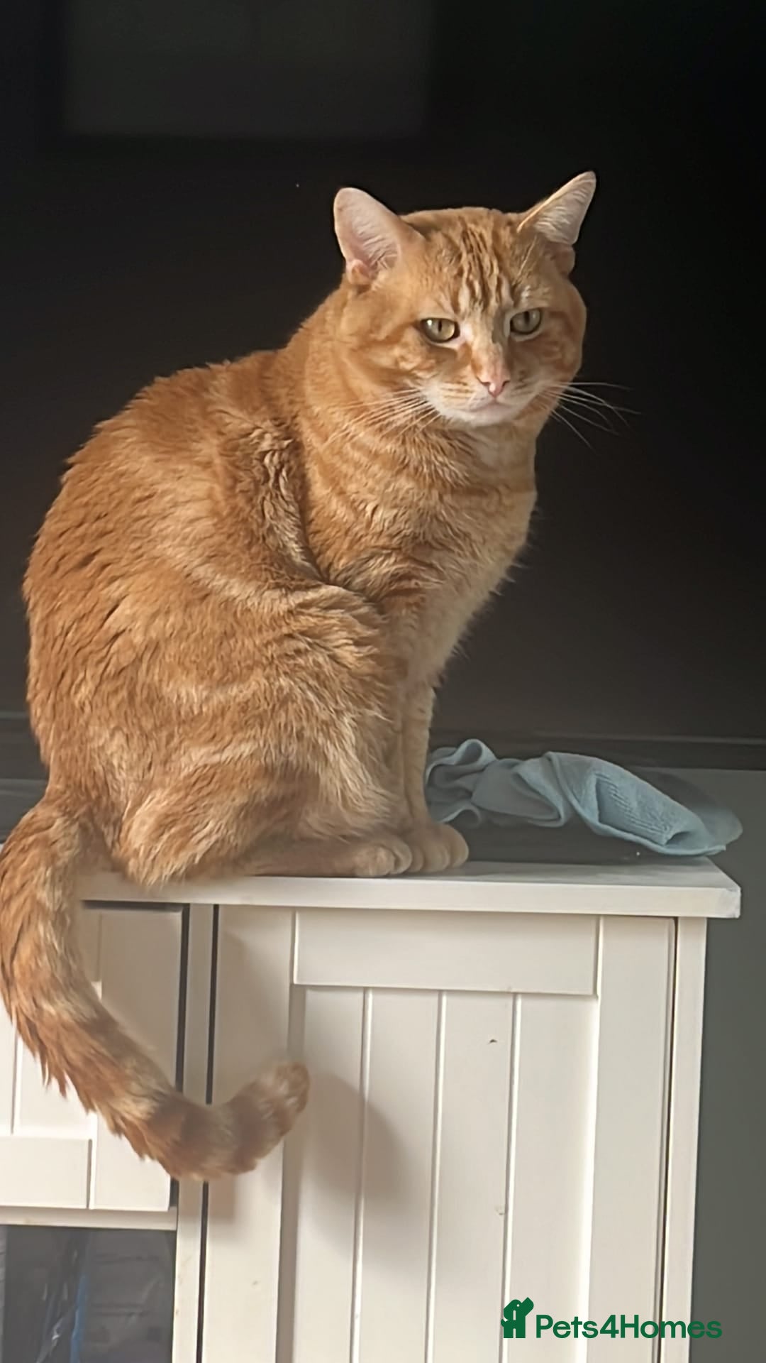Mixed Breed cats for sale: Rehoming message for lower price - Image 5