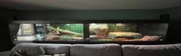 Snake reptiles for sale: Female BCC Common with Vivarium  - Advert 6