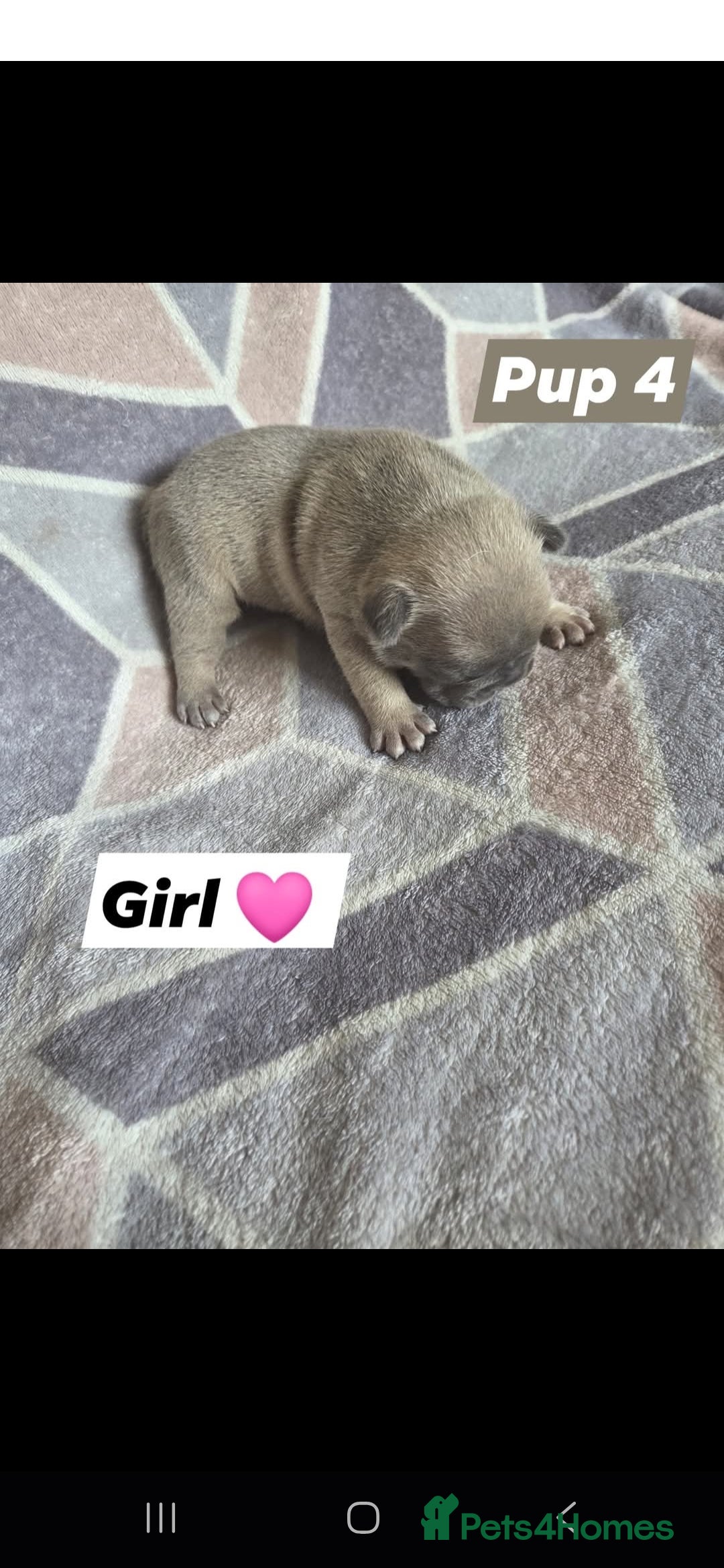 French Bulldog dogs for sale: 4 french bulldog pups - Image 12