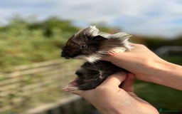 Guinea Pig rodents for sale: Stunning baby guinea pigs  - Image 11