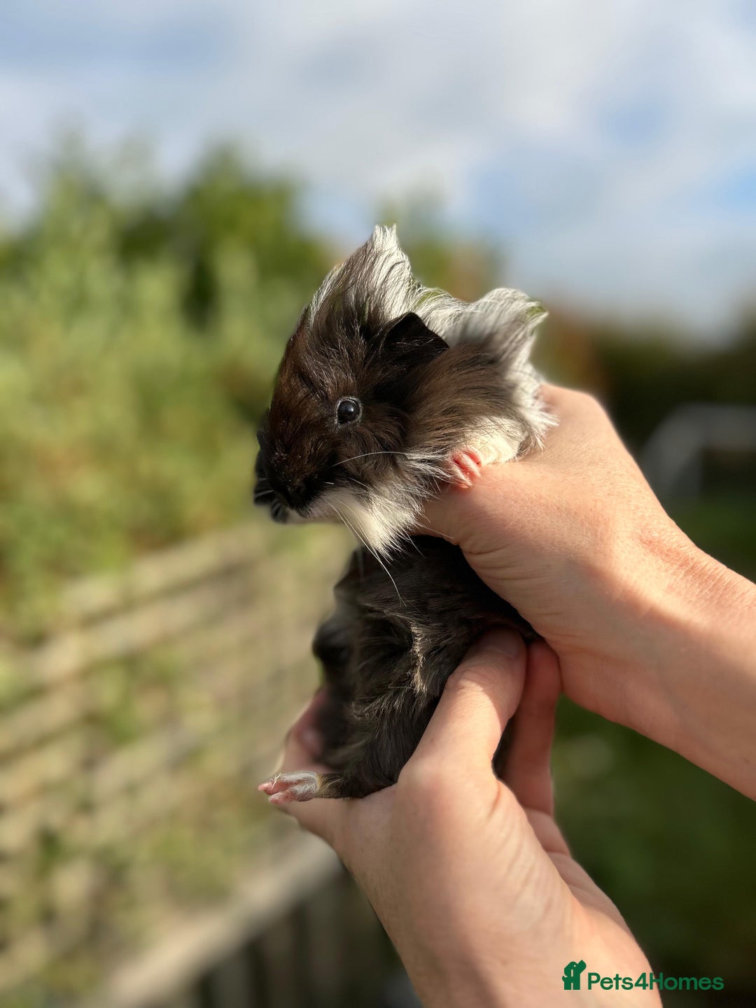 Guinea Pig rodents for sale: Stunning baby guinea pigs  - Image 11