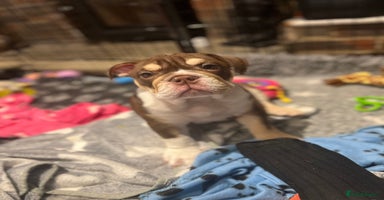 English Bulldog dogs - Advert 14