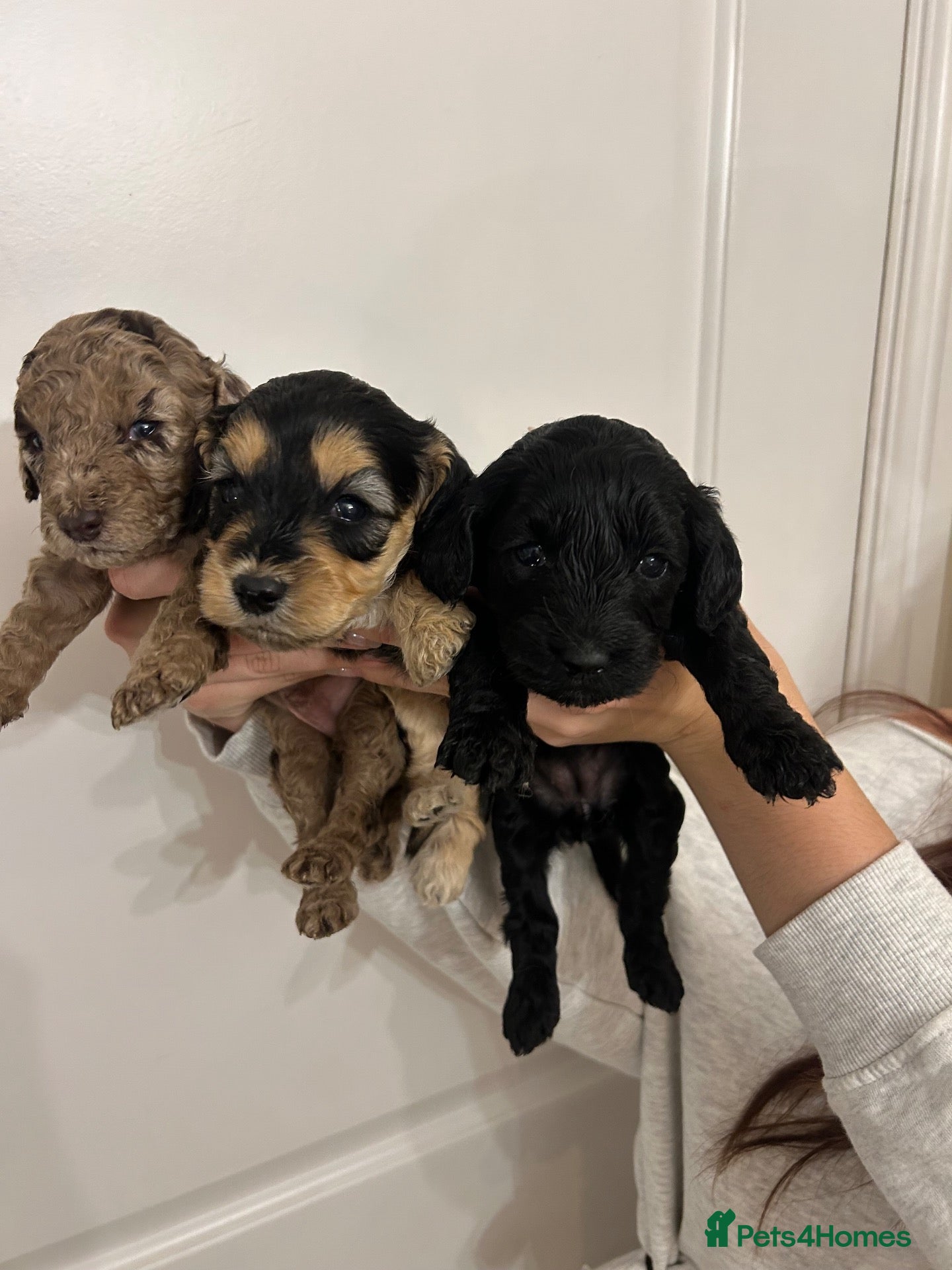 Cockapoo dogs for sale: Beautiful F1b sable cockapoos for sale  - Advert 10