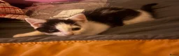 Mixed Breed cats for sale: Kittens  - Advert 4