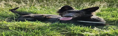 German Shepherd Puppy 1