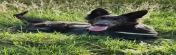 German Shepherd dogs for sale: KC registered blue german shepherd female - Advert 5