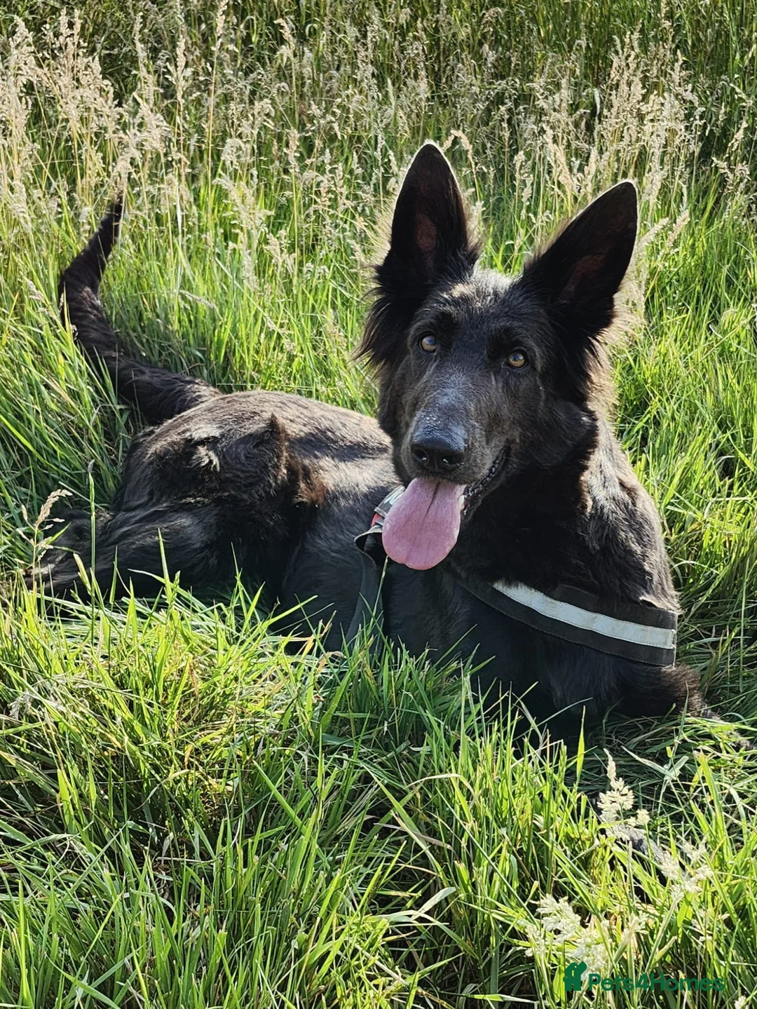 German Shepherd dogs for sale: KC registered blue german shepherd female - Advert 5