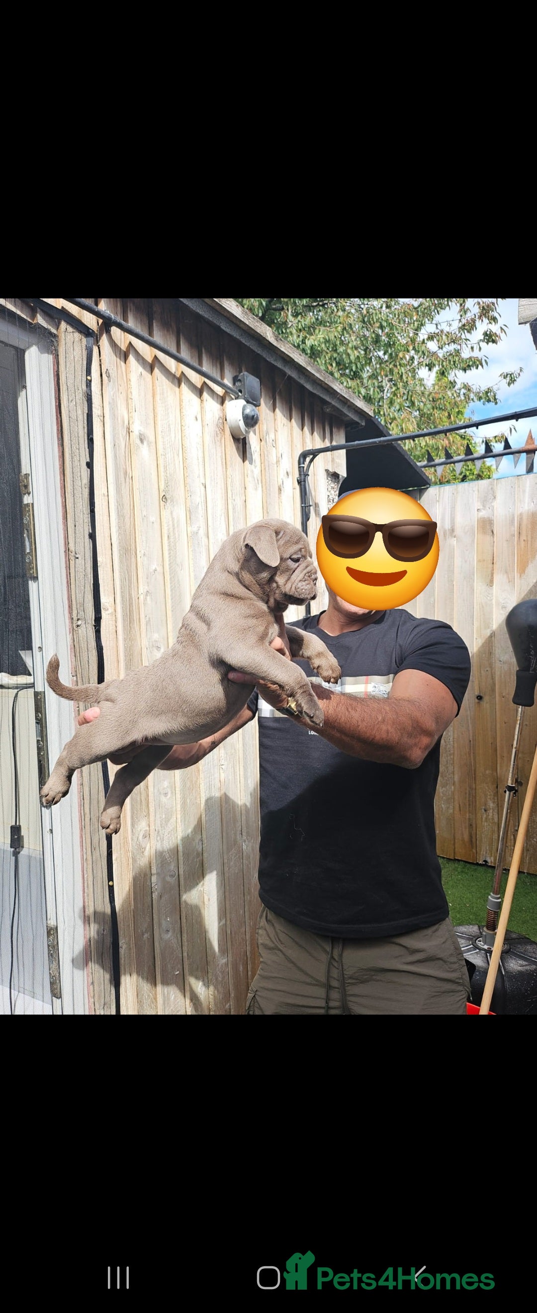 Olde English Bulldogge dogs for sale: Olde English bulldogge  - Image 2