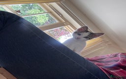 Mixed Breed cats for sale: Male kitten ready for his forever home.  - Image 8