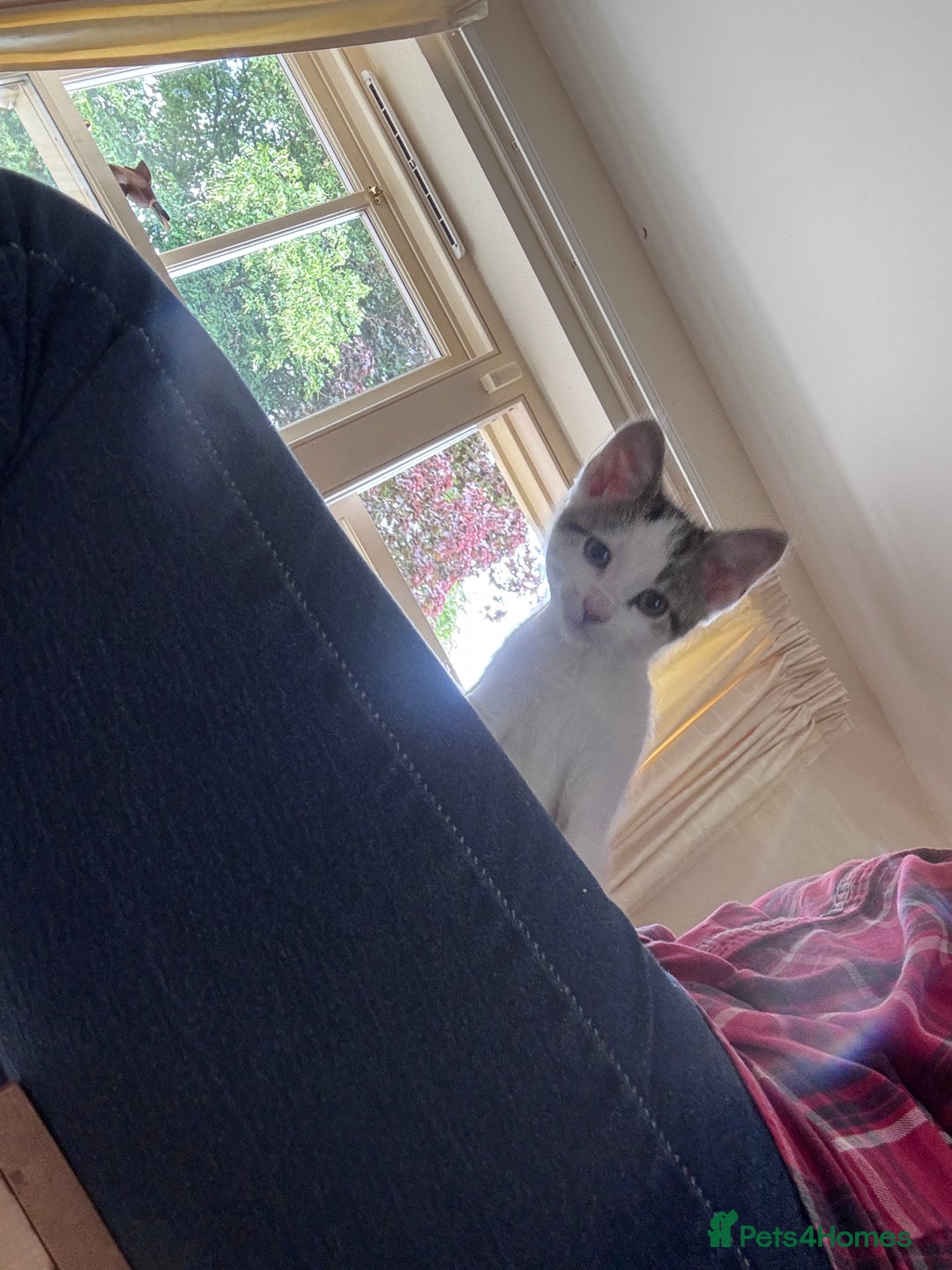 Mixed Breed cats for sale: Male kitten ready for his forever home.  - Image 8