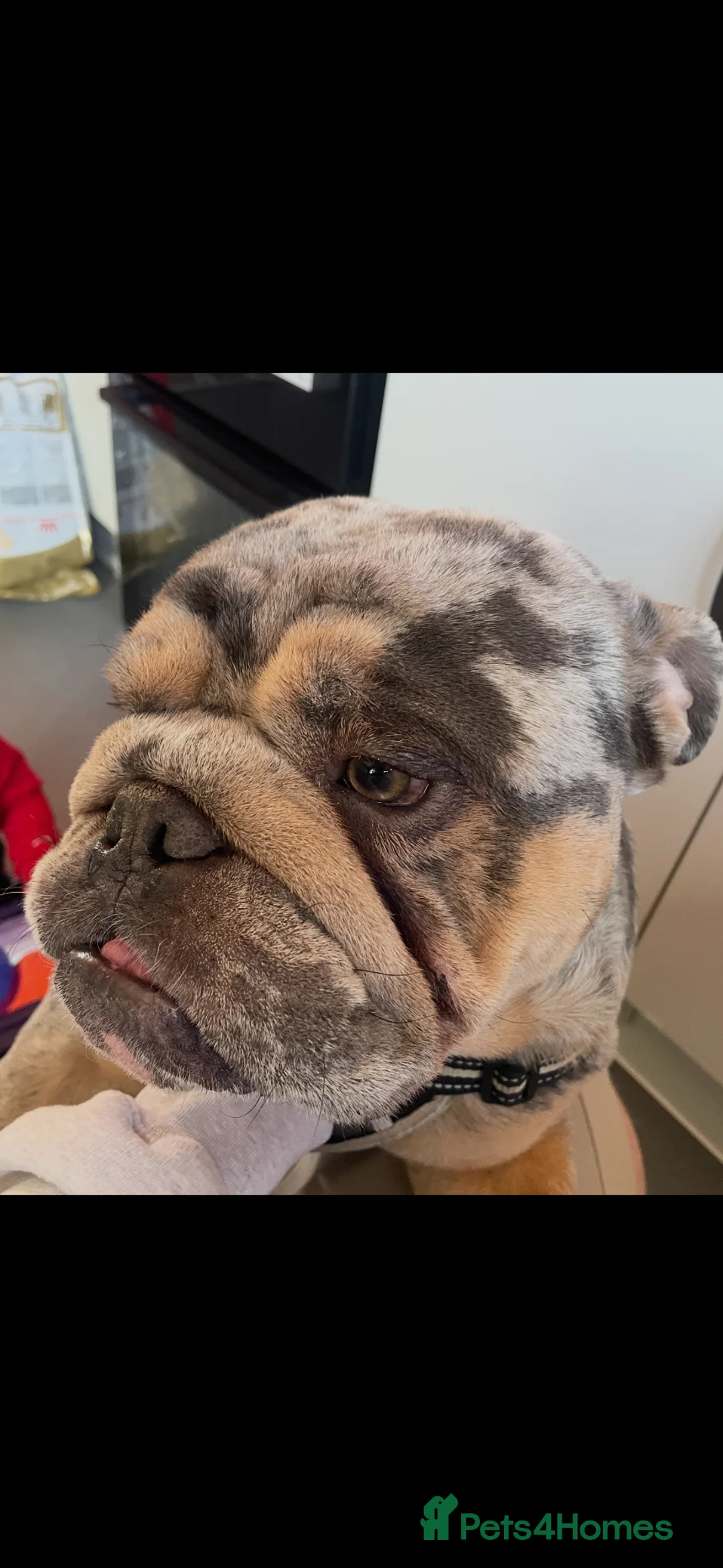 English Bulldog dogs for sale: Chaos son of sorento 007 - Advert 1