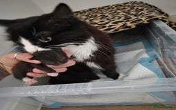 Domestic Shorthair cats for sale: Hetti  - Image 4