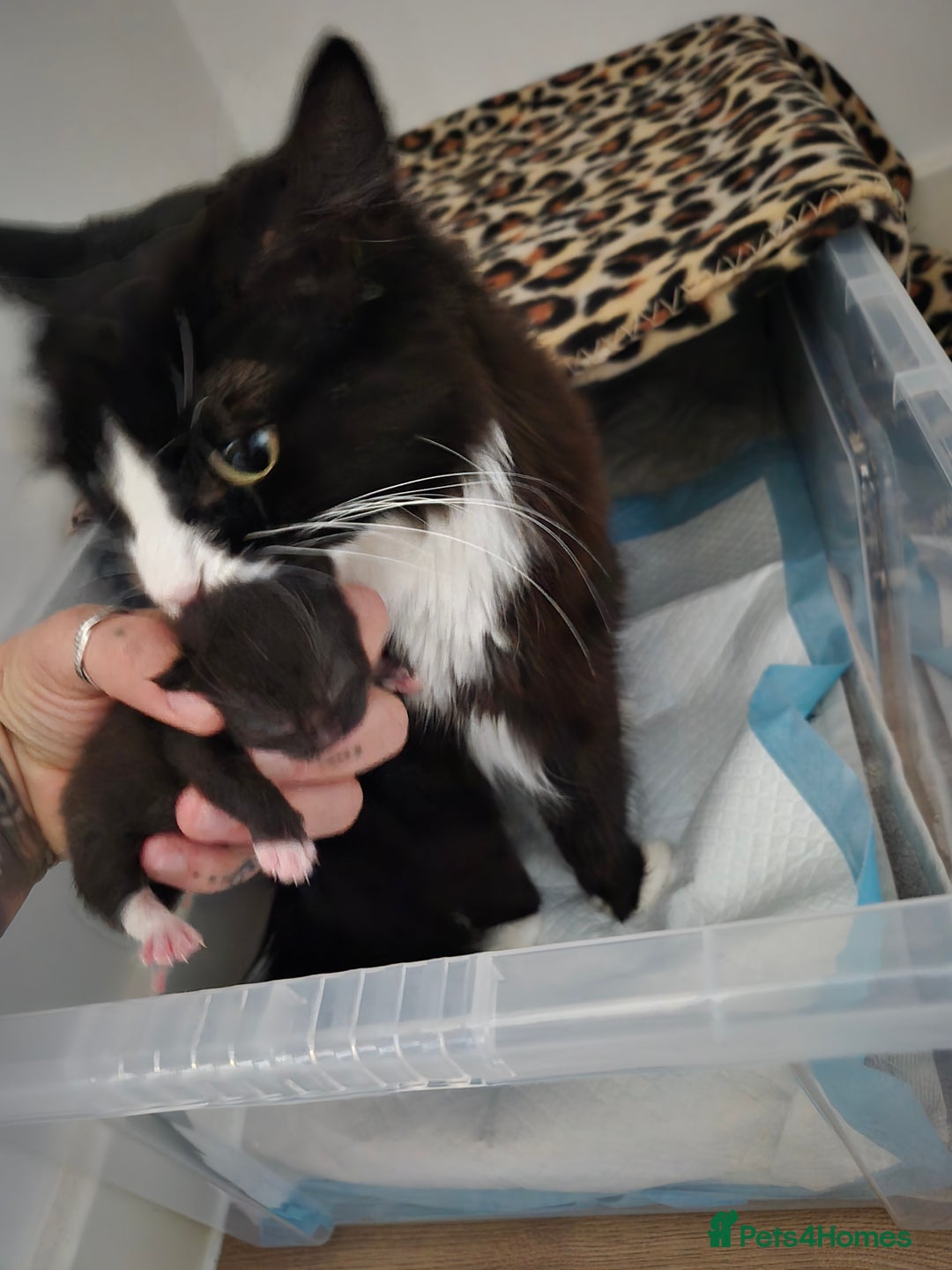 Domestic Shorthair cats for sale: Hetti  - Image 4