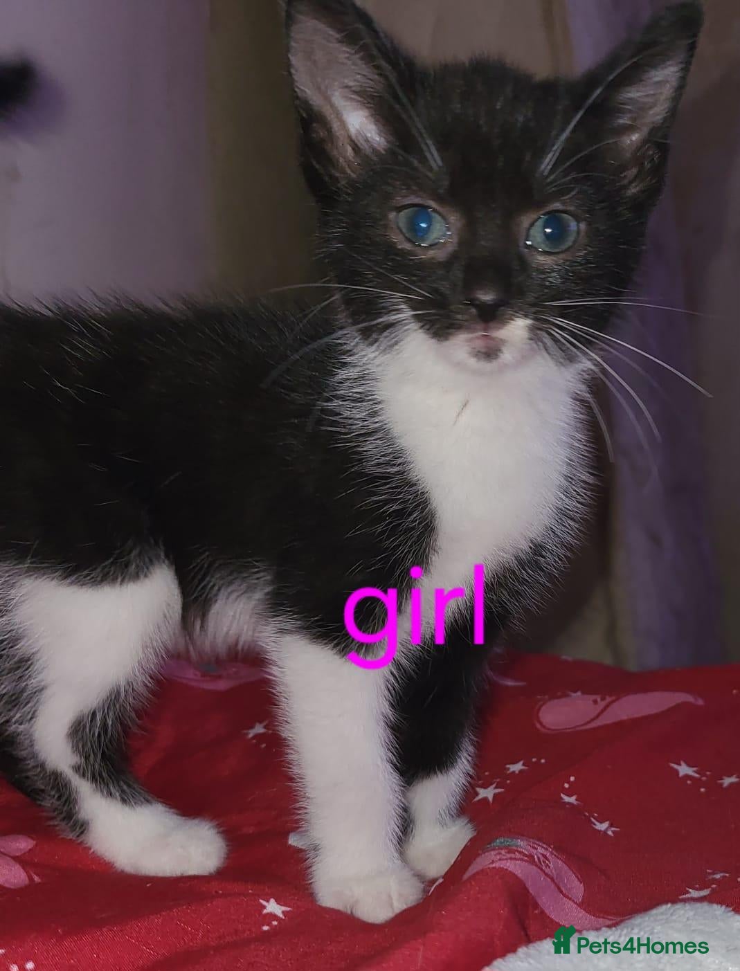 Mixed Breed cats Kittens - Advert 1