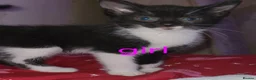 Mixed Breed cats for sale: Kittens - Advert 1