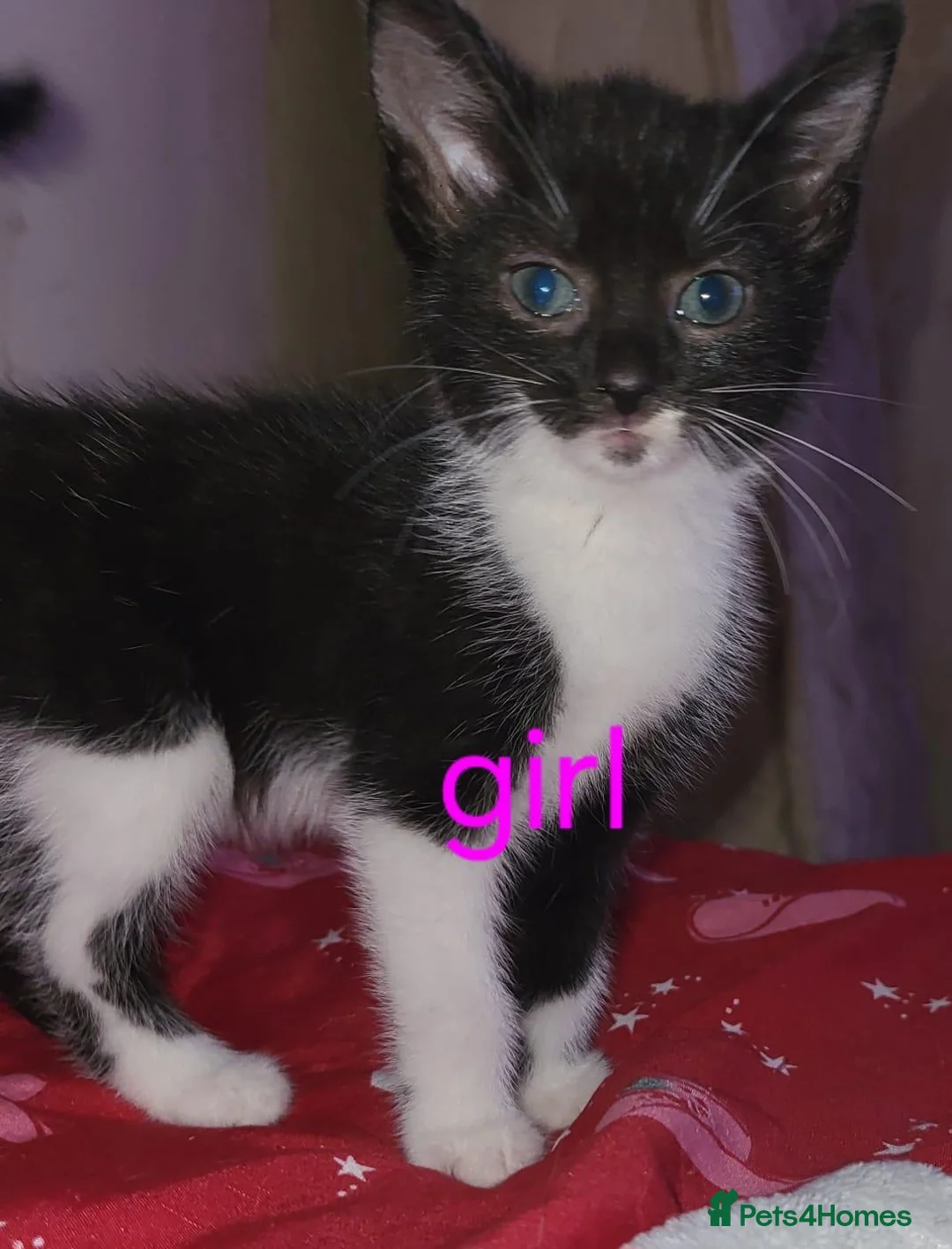 Mixed Breed cats for sale: Kittens - Advert 1