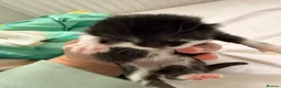 Maine Coon cats for sale: 3 female kittens for sale  - Advert 15