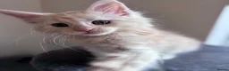 Maine Coon cats for sale: ✨ Maine Coon Kittens – Ready Now💥 in Leeds - Advert 22
