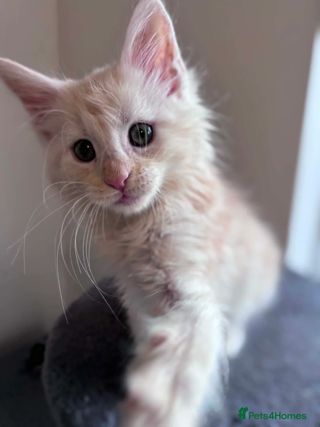 Maine Coon cats for sale: ✨ Maine Coon Kittens – Ready Now💥 in Leeds - Advert 22