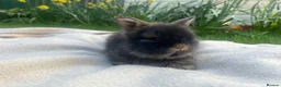 Lionhead rabbits for sale: Beautiful mini double maned lionheads bunnies  - Advert 10