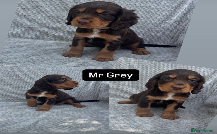Cocker Spaniel dogs - Advert 1