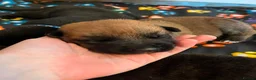 German Shepherd dogs for sale: beautiful shepkita puppies  - Advert 24