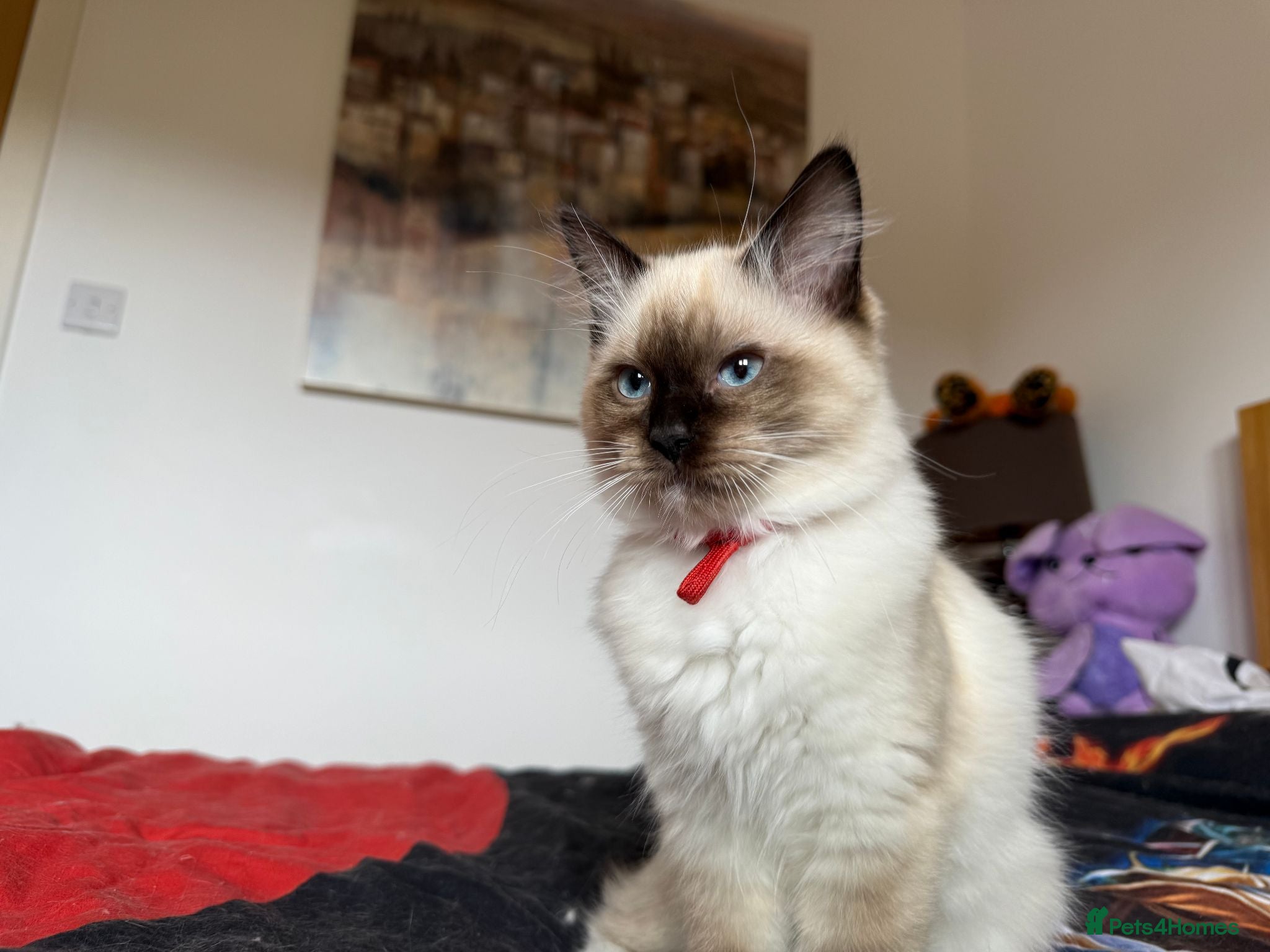 Ragdoll cats Ragdoll Kittens for Sale - Advert 3