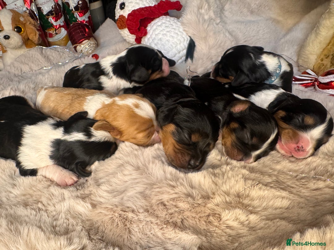 Cavalier King Charles Spaniel dogs for sale: Stunning pups DNA HEALTH TESTED PARENTS  - Advert 4