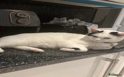 British Shorthair cats for sale: 2 loving beautiful cats  - Image 19