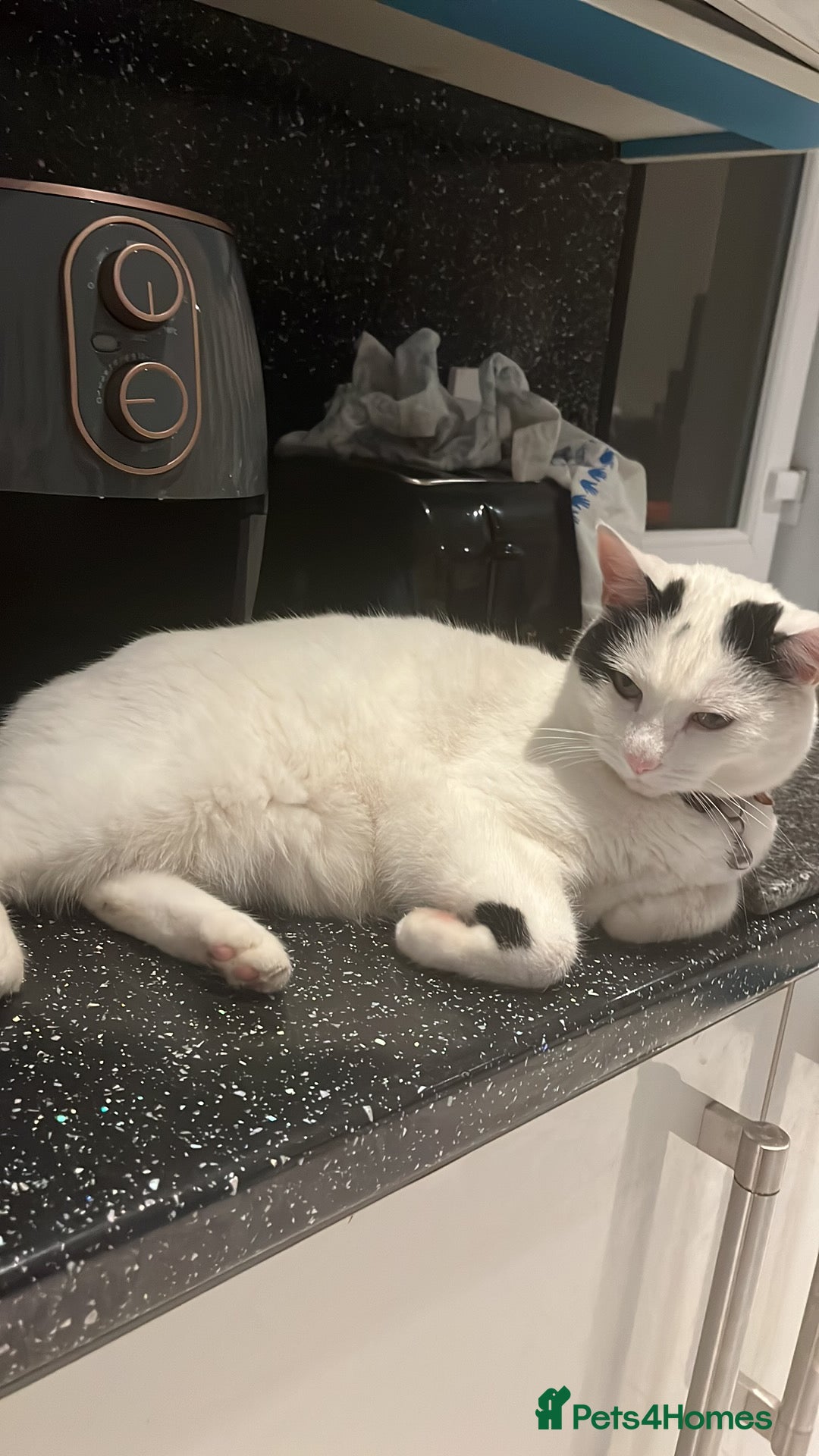 British Shorthair cats for sale: 2 loving beautiful cats  - Image 19