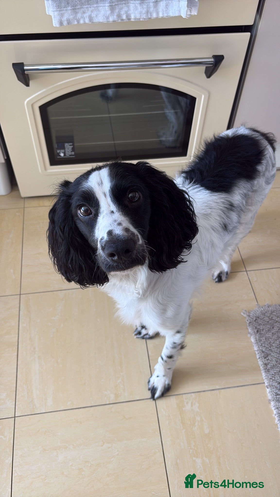 Cockapoo dogs 13 Month Old Cockapoo - Advert 1