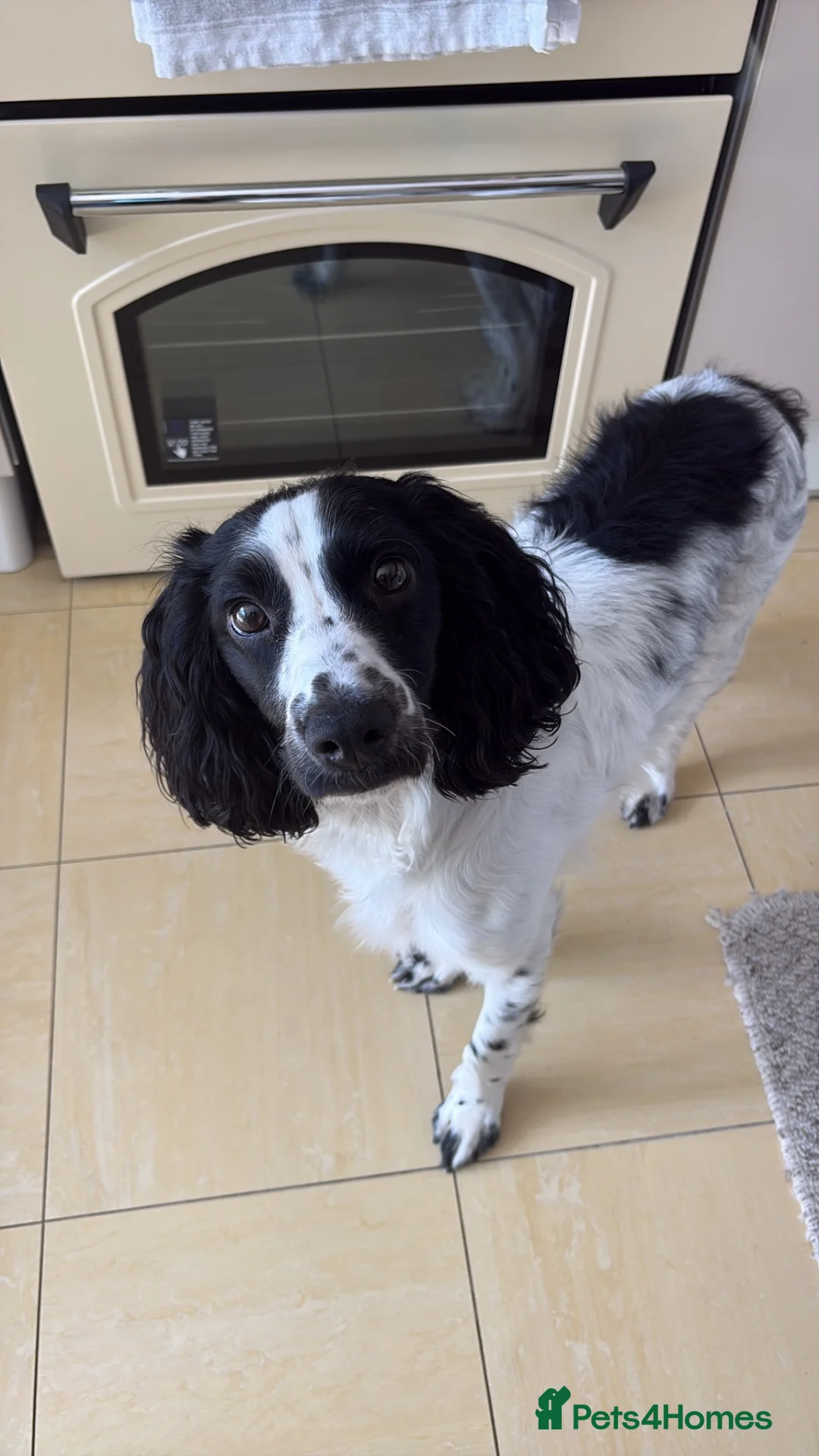 Cockapoo dogs for sale: 13 Month Old Cockapoo - Advert 1