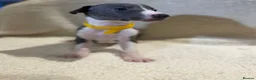 Whippet dogs for sale: Only 3 boys Quality pedigree whippet puppies left  - Advert 22