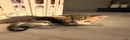 Mixed Breed cats for sale: Kittens  - Advert 6
