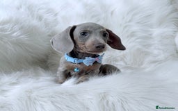 Miniature Dachshund dogs for sale: 5 ⭐ Licensed Breeder Miniature Dachshunds puppies - Image 7