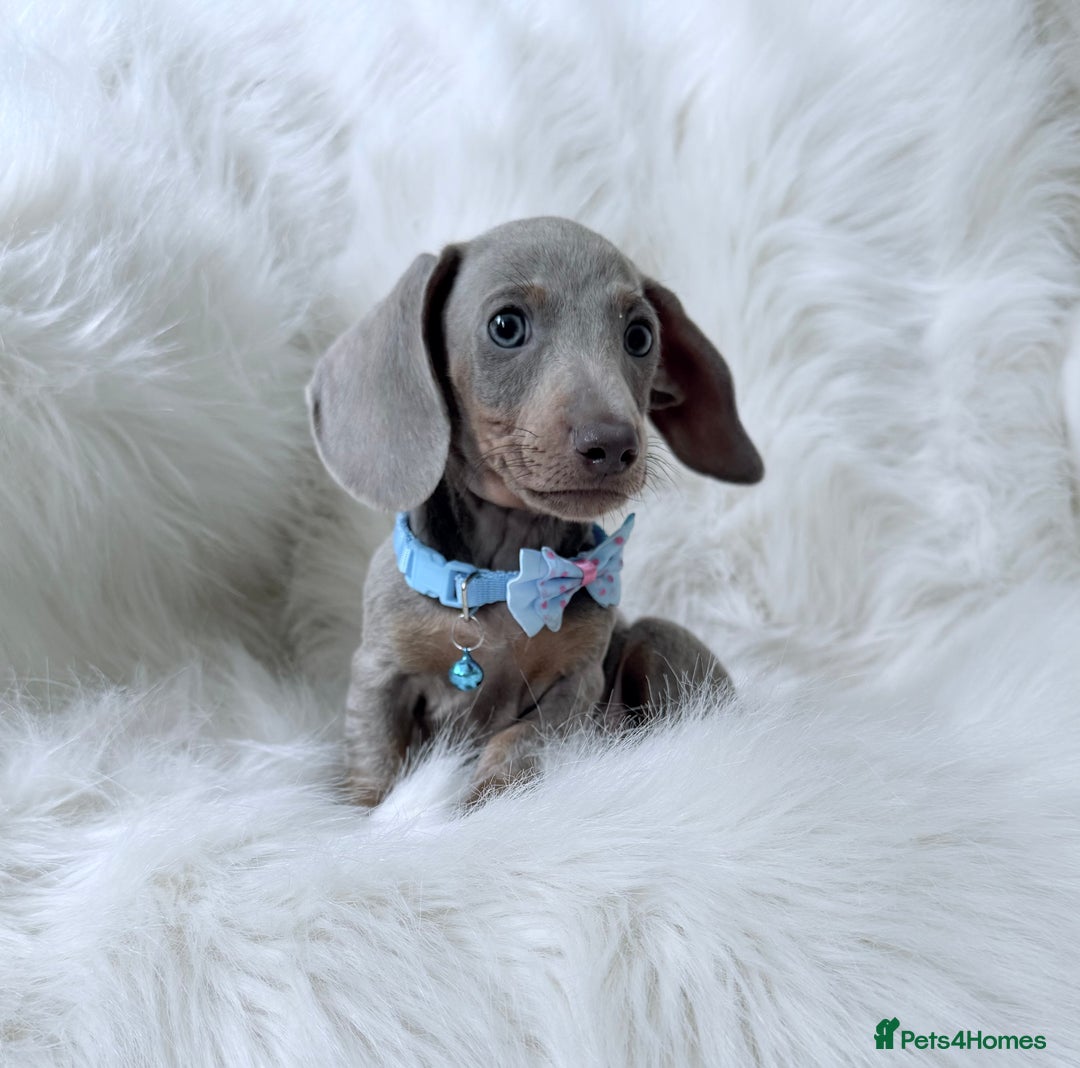 Miniature Dachshund dogs for sale: 5 ⭐ Licensed Breeder Miniature Dachshunds puppies - Image 7