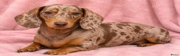 Miniature Dachshund dogs for sale: Beautiful Male KC Registered Miniature Dachshund - Advert 7
