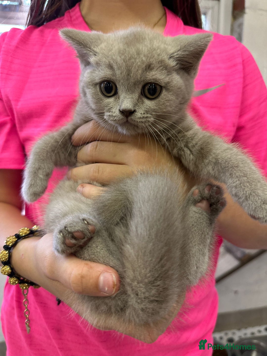 British Shorthair cats for sale: 🏅TOP Quality GCCF Reg British Shorthair Kittens🏆 - Image 5