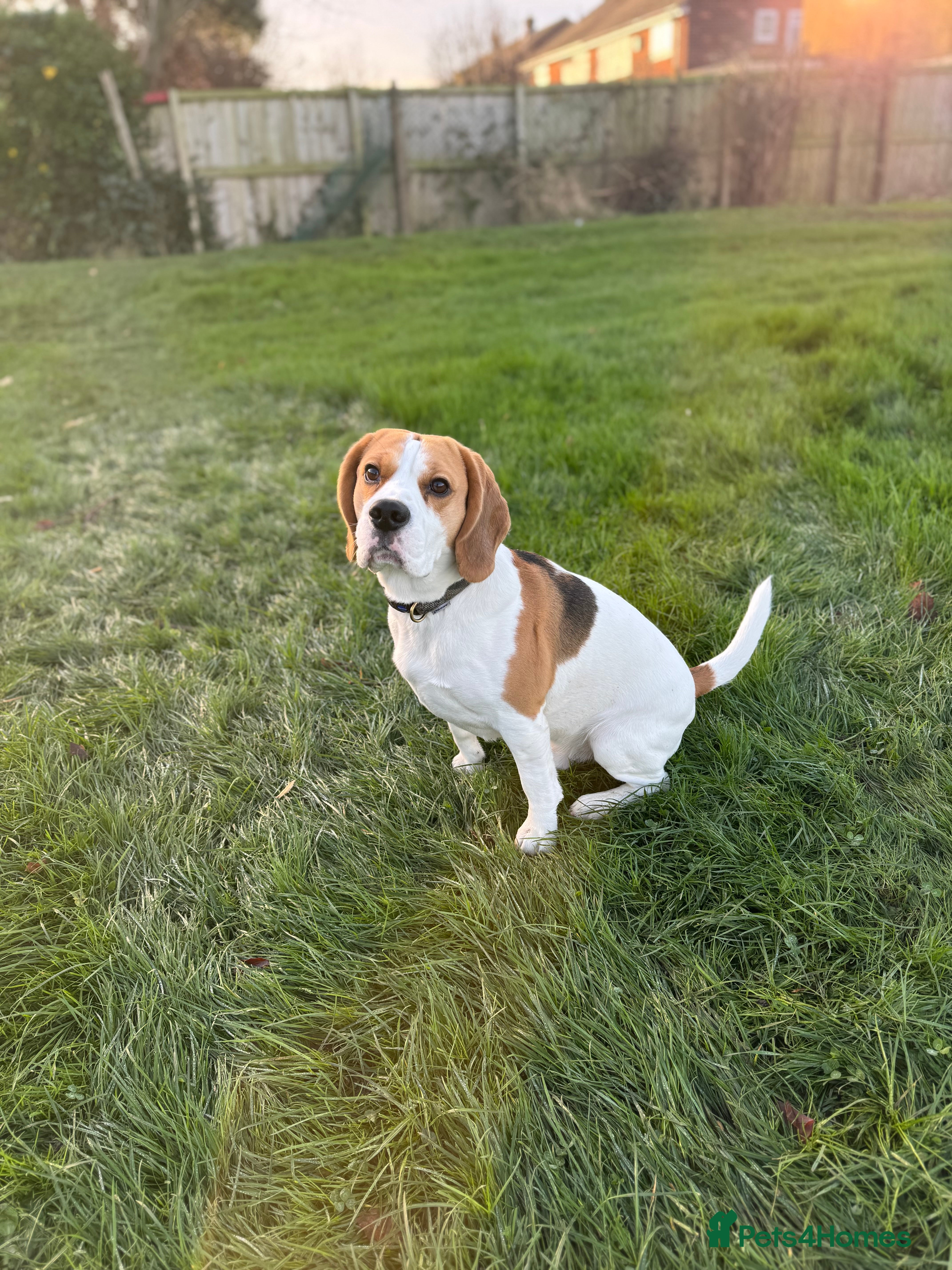 Beagle dogs Jeremy - Champion bloodlines in Hartlepool - Advert 1