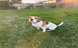 Beagle dogs for stud: Jeremy - Champion bloodlines in Hartlepool - Image 1