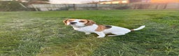 Beagle dogs for stud: Jeremy - Champion bloodlines in Hartlepool - Advert 1