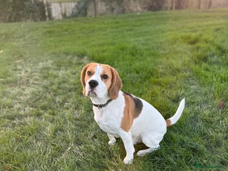 Beagle dogs in Hartlepool - Advert 2