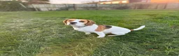 Beagle dogs for stud: Jeremy - Champion bloodlines in Hartlepool - Advert 1