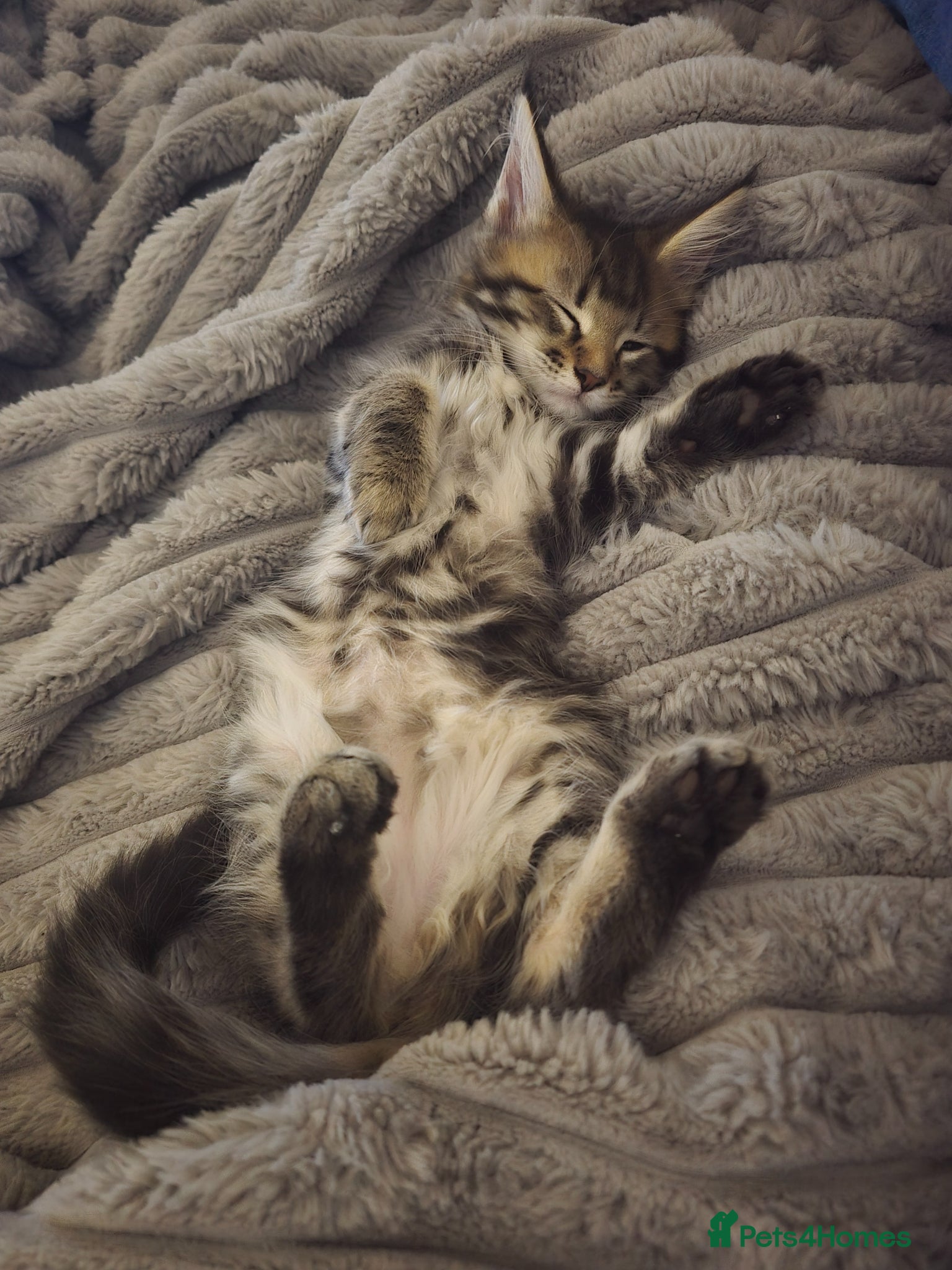 Maine Coon cats Last female kitten available😻 - Advert 8